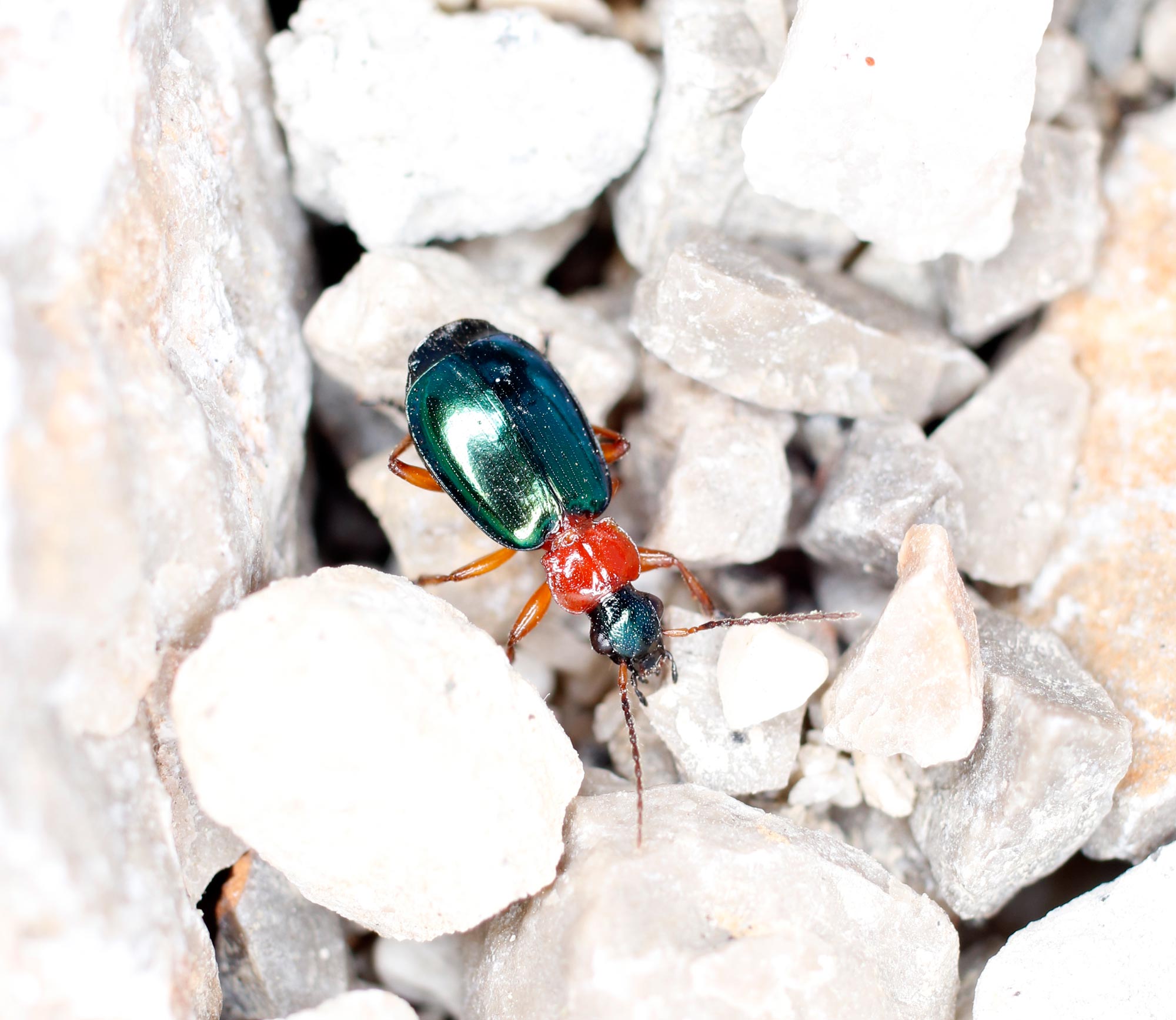 Carabidae: Lamprias chlorocephalus? S.